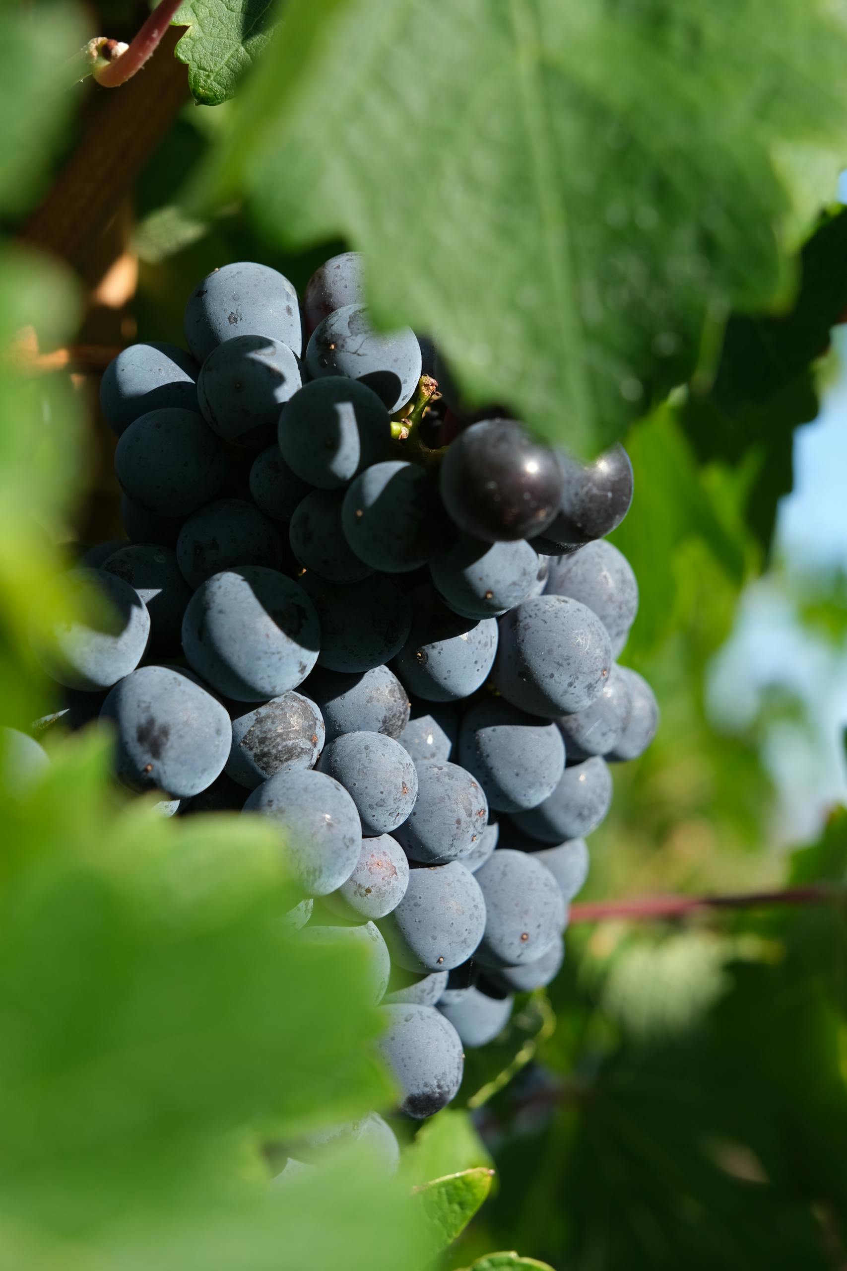 Vibrant red grapes in a Stellenbosch vineyard, South Africa, close-up with selective focus.